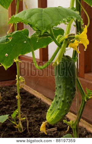 ripe cucumber