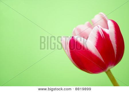 Röd tulpan