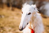 Dog Russian Borzoi Wolfhound Head , Outdoors Spring Autumn Time