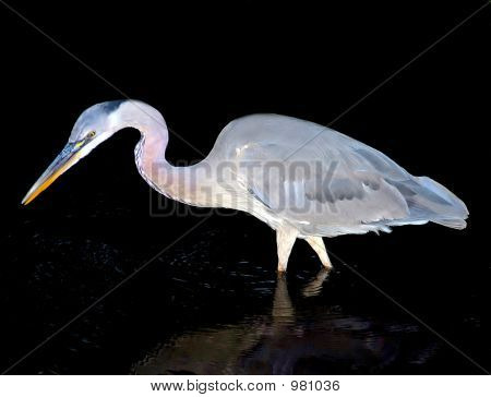Herron gris