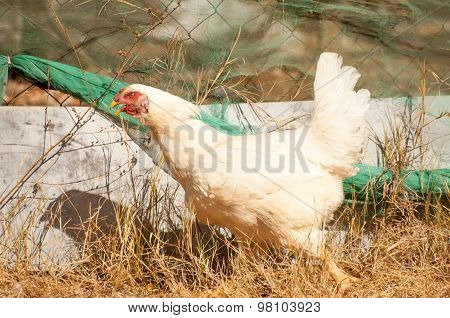 White Chicken Running