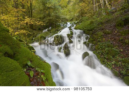 Autumn forest