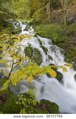 Autumn forest