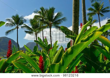 Beautiful View Of Nawiliwili, Kauai Island, Hawaii, Usa