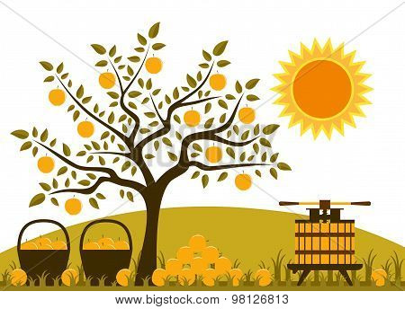 Apple Harvest