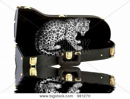 Leopar yansımalar