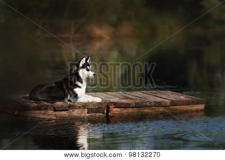 Husky Standing On The Brink Of A Lake