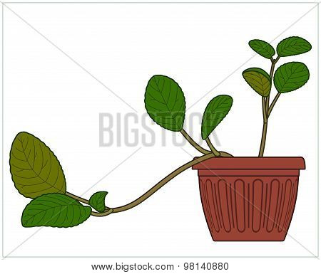 Potted Plant. Houseplants.