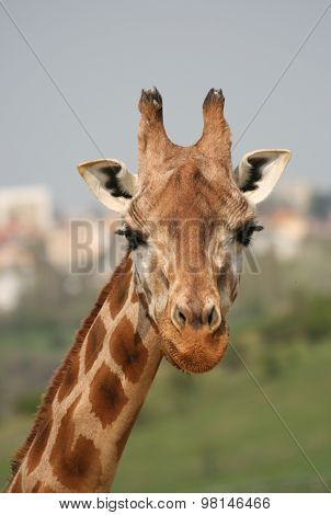 Giraffe head