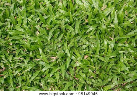 Green Grass Texture. Natural Background.