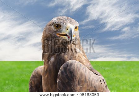 Golden Eagle Strong Raptor Bird Against Cloudy Sky And Grass
