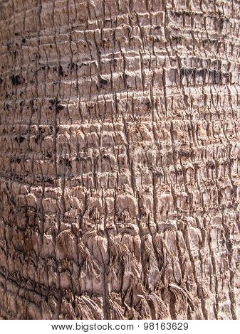 Background, Bark Date Palm