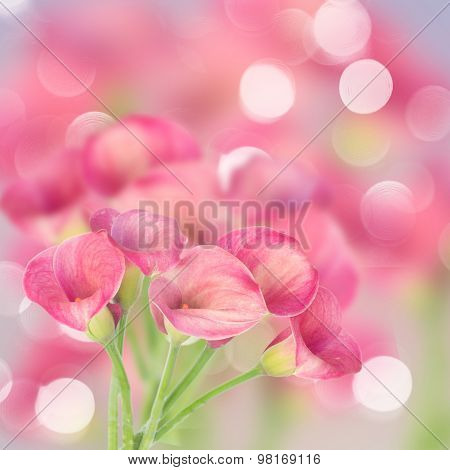 Calla lilly