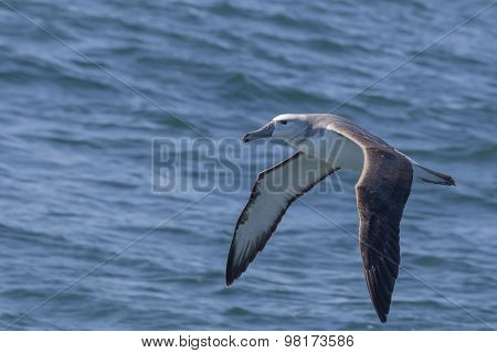 Grey-headed Albatross