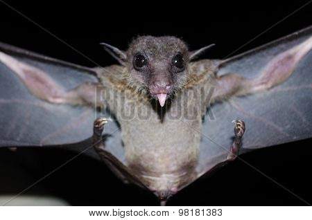 Bat Is Mammal And Call 