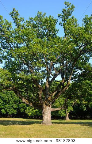 Old Oak Tree In The Park.