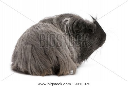 Peruana conejillo de Indias, Cavia Porcellus, mentira delante de fondo blanco