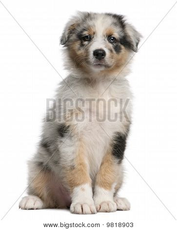 Blue Merle pastor australiano cachorro, 10 semanas viejo, sentado frente a fondo blanco
