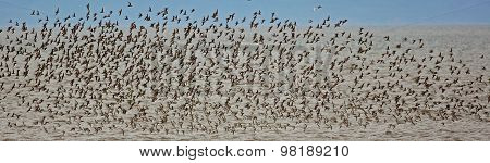 Shorebirds Flock Flight