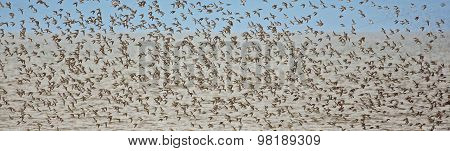 Shorebirds Pipers Plovers Flight