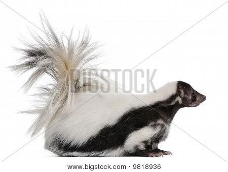 Gestreepte Skunk, Mephitis Mephitis, 5 jaar oud, staande voor de witte achtergrond