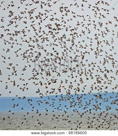 Shorebirds Flying Flock