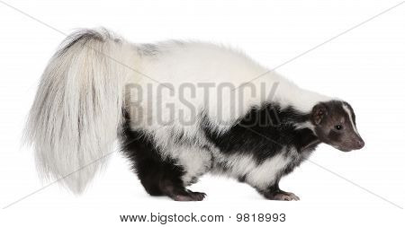 Gestreepte Skunk, Mephitis Mephitis, 5 jaar oud, staande voor de witte achtergrond