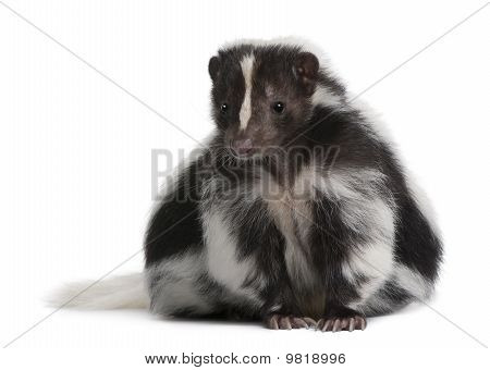 Gestreepte Skunk, Mephitis Mephitis, 5 jaar oud, zit op witte achtergrond