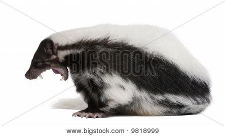 Gestreepte Skunk, Mephitis Mephitis, 5 jaar oud, zit op witte achtergrond