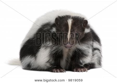 Gestreepte Skunk, Mephitis Mephitis, 5 jaar oud, zit op witte achtergrond