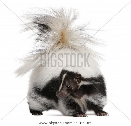 Gestreepte Skunk, Mephitis Mephitis, 5 jaar oud, staande voor de witte achtergrond
