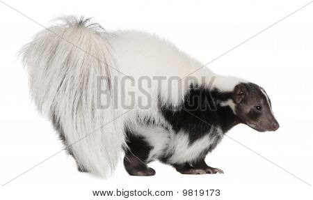 Gestreepte Skunk, Mephitis Mephitis, 5 jaar oud, staande voor de witte achtergrond