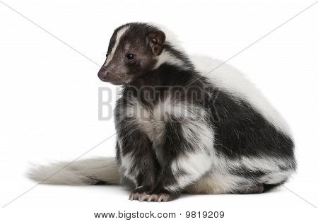 Gestreepte Skunk, Mephitis Mephitis, 5 jaar oud, zit op witte achtergrond