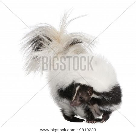 Gestreepte Skunk, Mephitis Mephitis, 5 jaar oud, staande voor de witte achtergrond