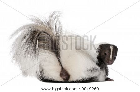 Gestreepte Skunk, Mephitis Mephitis, 5 jaar oud, liggen voor witte achtergrond