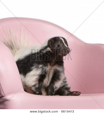 Gestreepte Skunk, Mephitis Mephitis, 5 jaar oud, zittend op roze fauteuil voor witte achtergrond