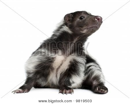 Gestreepte Skunk, Mephitis Mephitis, 5 jaar oud, liggen voor witte achtergrond