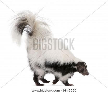 Gestreepte Skunk, Mephitis Mephitis, 5 jaar oud, staande voor de witte achtergrond