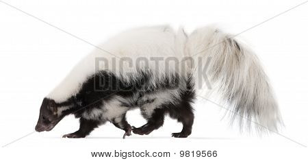 Gestreepte Skunk, Mephitis Mephitis, 5 jaar oud, staande voor de witte achtergrond