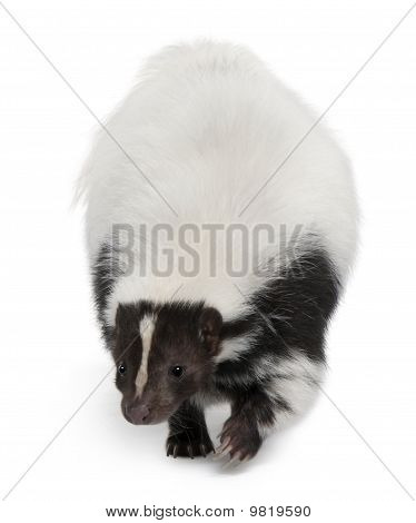 Gestreepte Skunk, Mephitis Mephitis, 5 jaar oud, staande voor de witte achtergrond