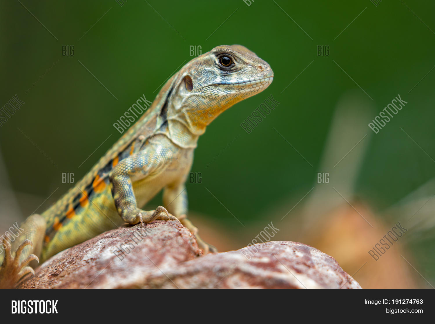 Image Butterfly Agama Image & Photo (Free Trial) Bigstock