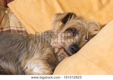 Cute Doggy Sleeping warm soundly with his head on a pillow. Yorkshire Terrier brown doggie