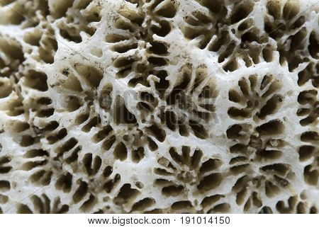 Coral structure close-up. Dead coral reef macro photo. White coral filter organism macrophotography. Seashore rustic background. Abstract natural texture. Tropical sea animal detail. Seaside fossil