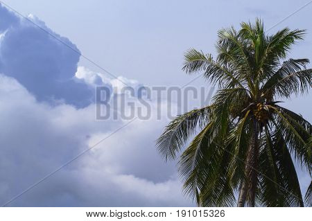 Cloud on sky and palm tree crown. Skyscape with big cloud photo. Tropical island sky landscape. Spectacular fluffy cloud. Coco palm tree top banner template. Rainy day weather atmosphere background