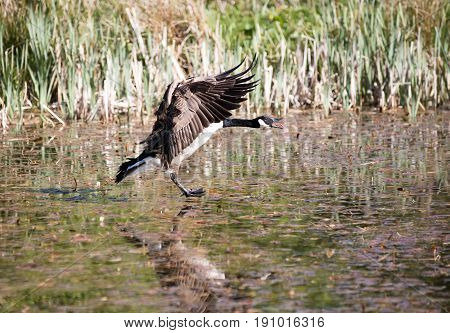 Canada Goose About To Land On Water He Has His Feet Out Ready For Landing