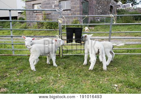 Young lambs feeding themselves from a teat feeder bucket in a field