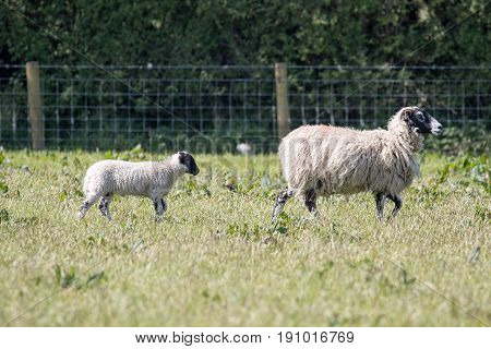 Adult Ewe Sheep Leads Her Lamb Across A Field