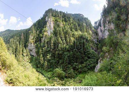 Mountain in the gorge of Rhodope Mountains abundantly overgrown with deciduous and evergreen forest in sunny summer day (Trigradskoto Zhdrelo Bulgaria)
