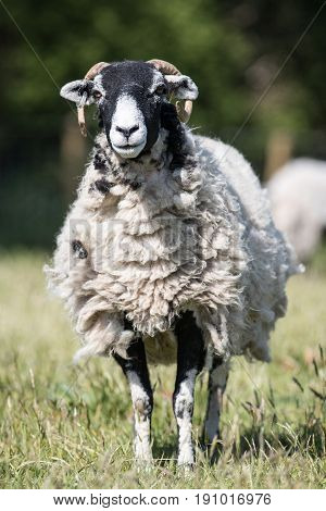 Vertical Shot Of An Adult Sheep Ewe Stood In A Field Looking Straight On At Camera