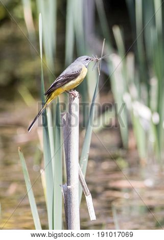 Vertical Shot Of A Grey Wagtail With Insects In His Mouth